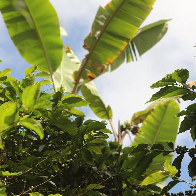 Début du tour cafetalero - Finca La Peñita