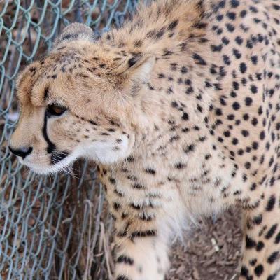 17 Truths About the Cheetah 17 Truths About the Cheetah
