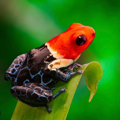 19. Poison Dart Frog (The Tiny Frog That Carries Deadly Toxins) 19. Poison Dart Frog (The Tiny Frog That Carries Deadly Toxins)