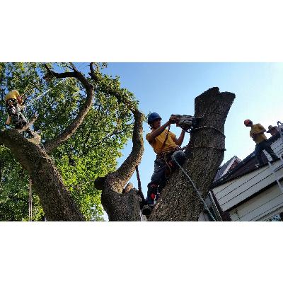 Tree Service Colchester CT Tree Service Colchester CT