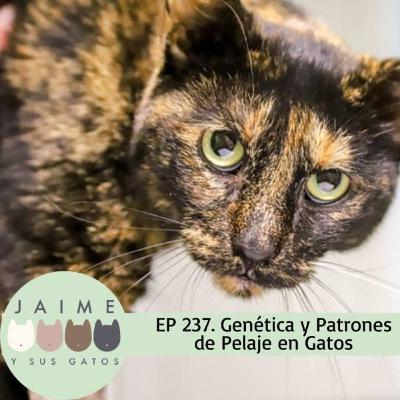 Ep 237 genética y el pelaje de tu gato