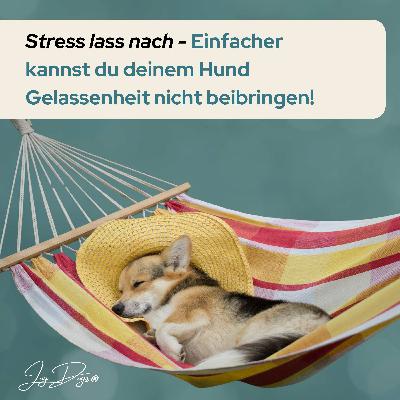 Stress lass nach - Einfacher kannst du deinem Hund Gelassenheit nicht beibringen!
