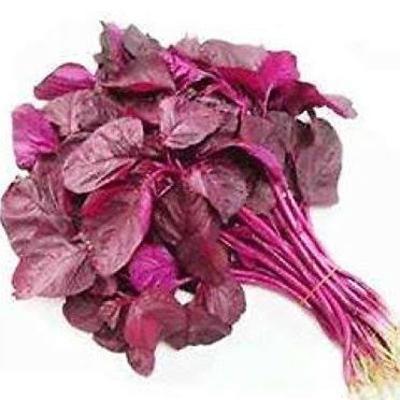 ചീര കൃഷി - അജയണ്ണനോടൊപ്പം ചീര കൃഷി - അജയണ്ണനോടൊപ്പം