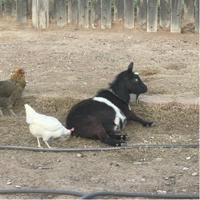 Giving Birth To Baby Goats A True Story Filibertos Mexican Food Arizona Death π Sentence Giving Birth To Baby Goats A True Story Filibertos Mexican Food Arizona Death π Sentence