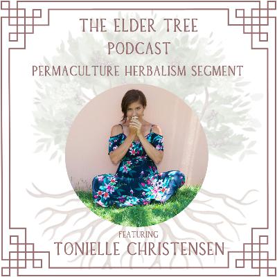150. A year in Review, Our Spring Sun Cycle: Tonielle Christensen on Permaculture Herbalism 150. A year in Review, Our Spring Sun Cycle: Tonielle Christensen on Permaculture Herbalism