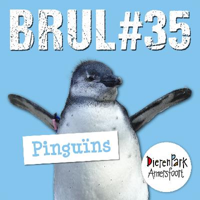 Waterpret met de pinguïns 🐧| BRUL #35