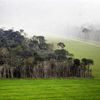 Você sabia que a soja brasileira é a mais sustentável do mundo?