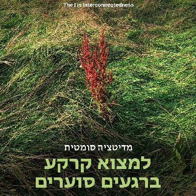 מדיטציה סומטית - למצוא קרקע ברגעים סוערים