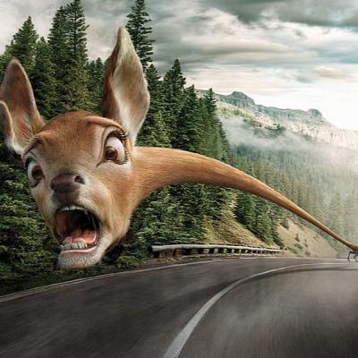 WF. 10 - Tails About Deer & Other Facts About Deer WF. 10 - Tails About Deer & Other Facts About Deer