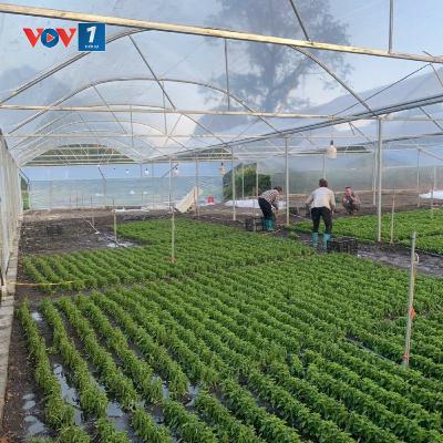 Tiêu điểm - Hợp tác xã là cầu nối giúp nông dân tham gia chuỗi liên kết