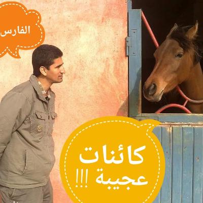 كائنات عجيبة 2 : درس في الفروسية