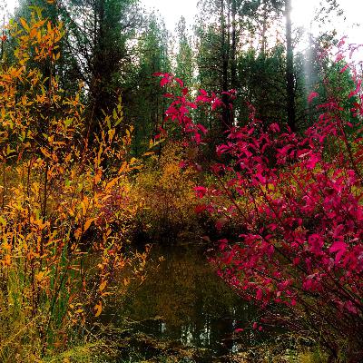 All Creation Belongs: God Calls David