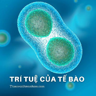 [Radio 05] Trí tuệ của tế bào 🧬