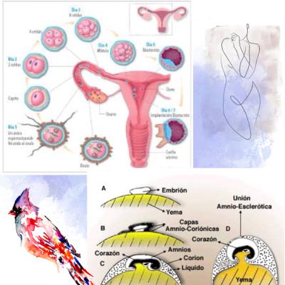 Desarrollo embrionario por especies