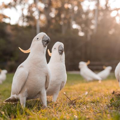 Channel Your Sulphur-Crested Cockatoo