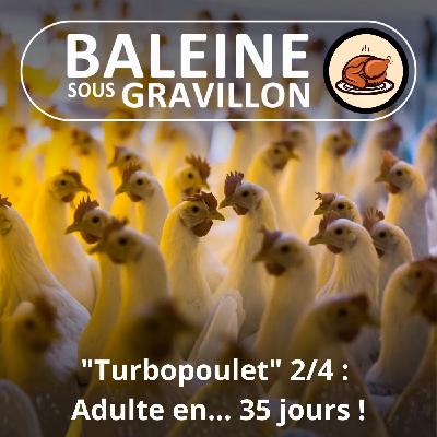 S05E64 Le "Turbopoulet" 2/4 : Adulte en... 35 jours (Axelle Playoust-Braure)