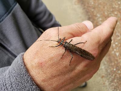At 3 inches in length, Giant Salmonflies are hard to miss At 3 inches in length, Giant Salmonflies are hard to miss