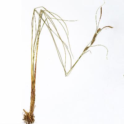 Растения в Красной книге Тульской области Растения в Красной книге Тульской области