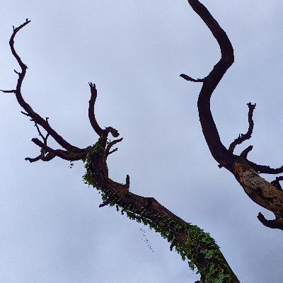 Tonight i can write by Neruda