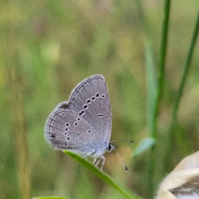 Cupido minimus, a territorial butterfly  - remaster Cupido minimus, a territorial butterfly  - remaster