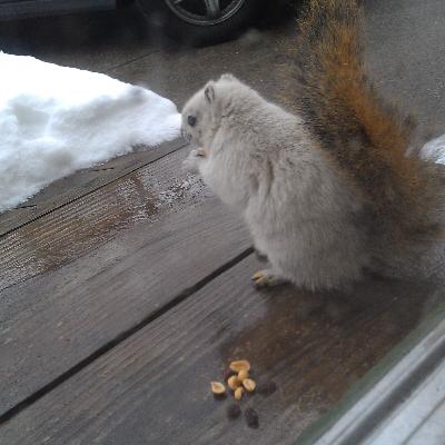 Your Stories: The White Squirrel of Wyoming