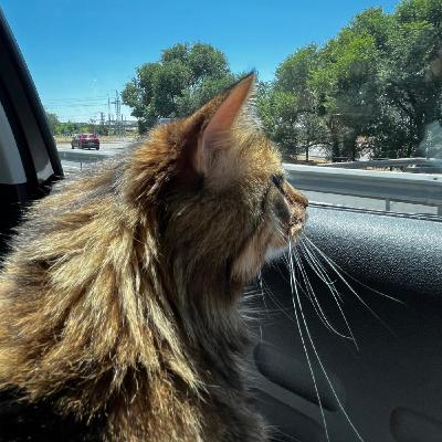 Cuando tu gato también hace la maleta parte 1