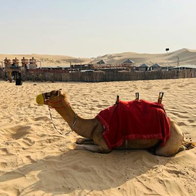 syndae - episode 772 syndae - episode 772