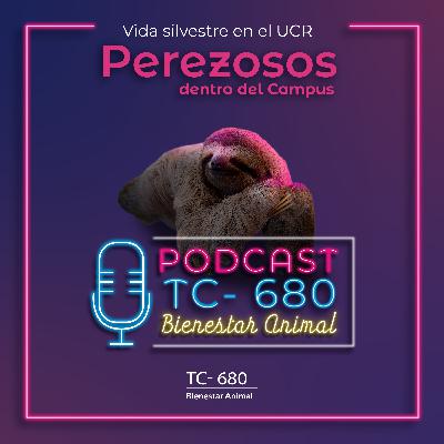 Vida Silvestre en la UCR: Perezosos