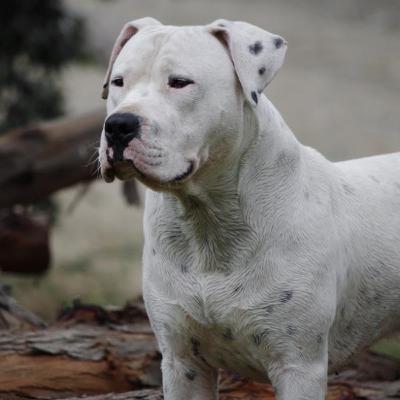 Se le aplicó la eutanasia al Dogo que atacó al vecino de Alvear Se le aplicó la eutanasia al Dogo que atacó al vecino de Alvear