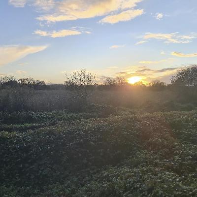 Sound Escape 253. Hear the voices of a million starlings going to roost