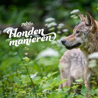 Afl. 11: De wolf is terug: Wat betekent dit voor jou en je hond?