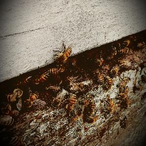 Nature Notes Episode 6: Questions about Honeybees Nature Notes Episode 6: Questions about Honeybees