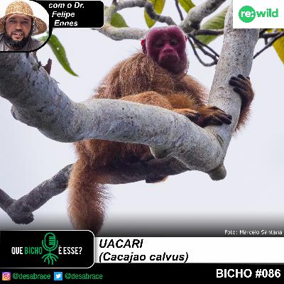Bicho #086 - uacari (Cacajao calvus)