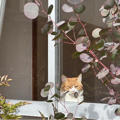 #1444 カクカクの庭で春を見つけた！ from Radiotalk