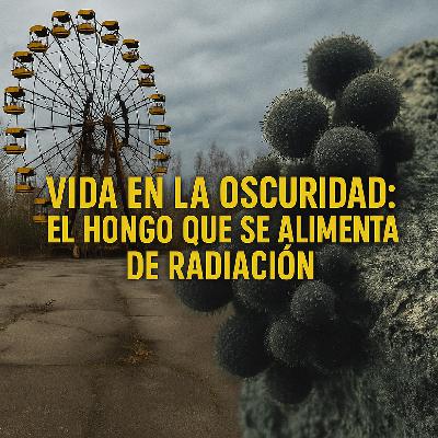 El hongo de Chernobyl que devora la Radiación