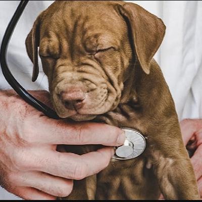 Hipertiroidismo en mascotas: una alerta para gatos… y también para perros - Katerine Jara Hipertiroidismo en mascotas: una alerta para gatos… y también para perros - Katerine Jara