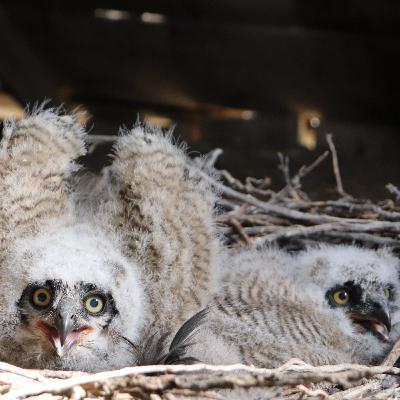 Wildlife Hospitality | with Marty St. Louis, Manager of Summer Lake Wildlife Management Area Wildlife Hospitality | with Marty St. Louis, Manager of Summer Lake Wildlife Management Area