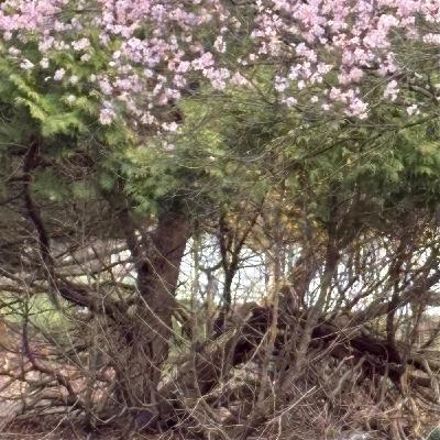 See Yourself Worthy and Heal See Yourself Worthy and Heal