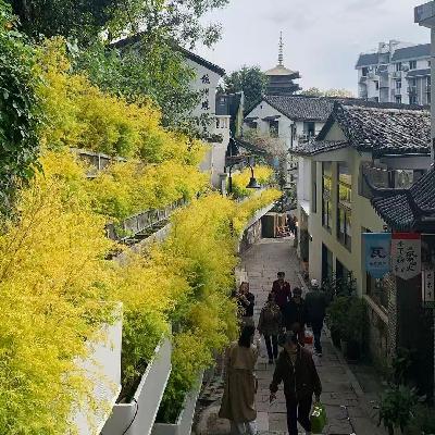 烤箱里小番茄排得整整齐齐,好平静啊