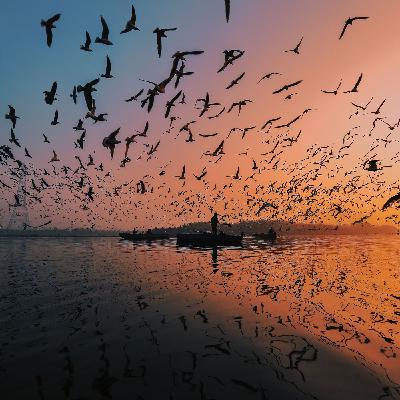Sonidos relajantes. Sonidos del pájaros en la naturaleza.