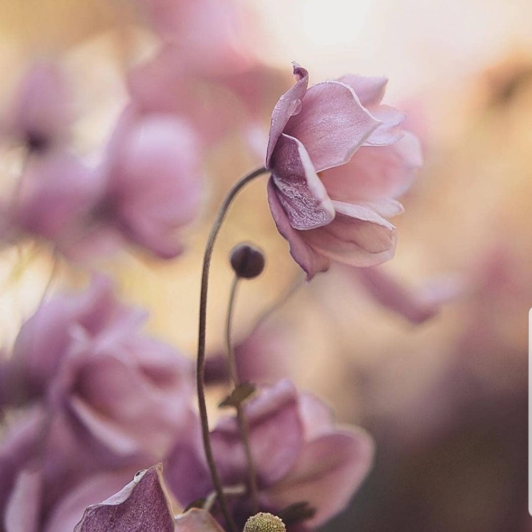 خانه بوی گل گرفت ... 🌱