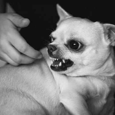 Agresividad competitiva hacia miembros de la familia Agresividad competitiva hacia miembros de la familia