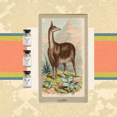An Antivenom Cocktail, Made by a Llama