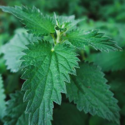 Ortie : bienfaits et culture de cette plante sauvage