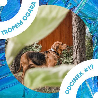 #19 Wpływ kontekstu na zachowanie psa