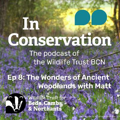 Episode 8: The Wonders of Ancient Woodland with Matt