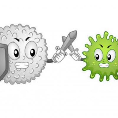 Funções linfócitos T e B