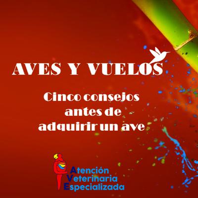Cinco consejos antes de adquirir un ave