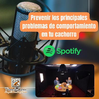 Prevenir los principales problemas de comportamiento en tu cachorro
