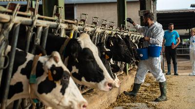 S'estén a 22 comarques la vacunació contra la dermatosi nodular S'estén a 22 comarques la vacunació contra la dermatosi nodular